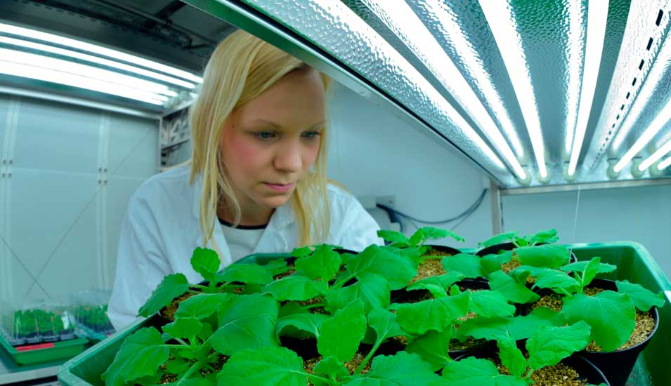 Eine Forscherin blickt auf Pflanzen in einem Gewächshaus