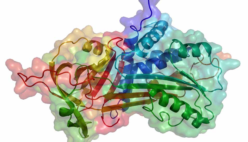 Dreidimensionale Struktur des Proteins Alpha-1 antitrypsin.