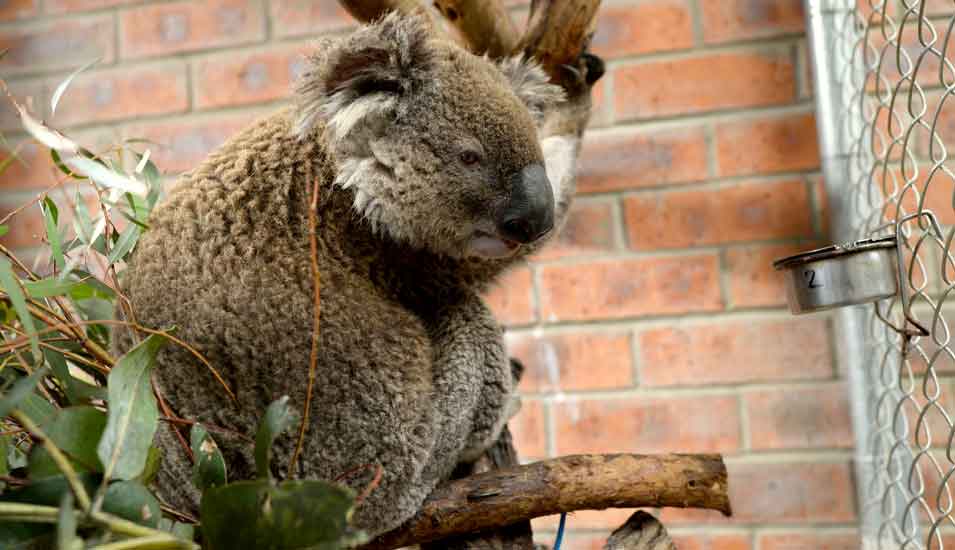 Ein vor den Bränden geretteter Koala sitzt auf einem Baumstamm