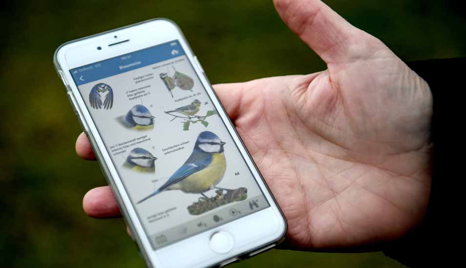 Smartphone mit einer App zur Bestimmung der Vogelarten