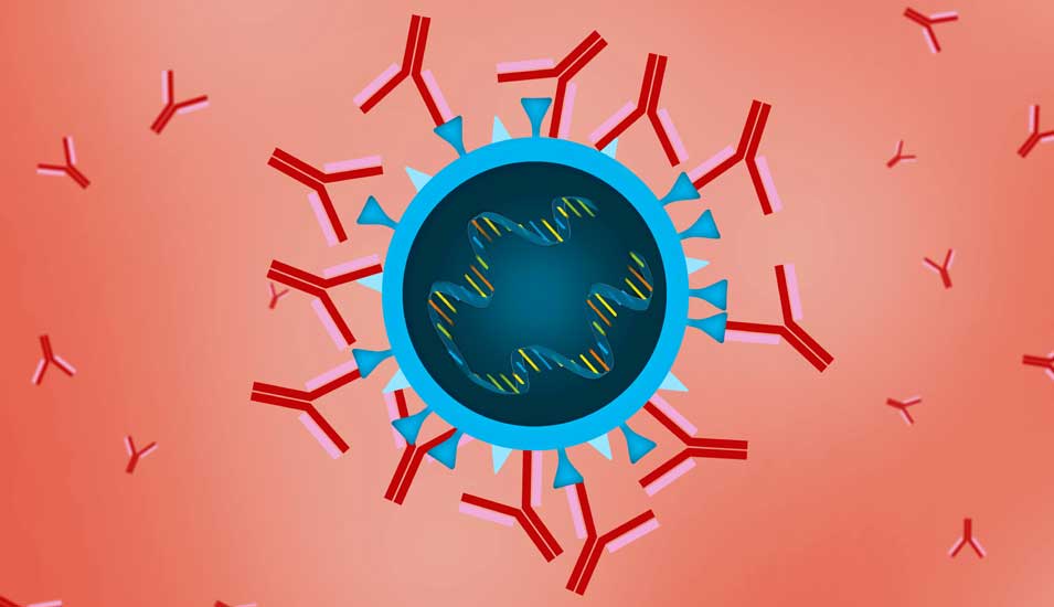Illustration von Antikörpern, die an ein Virus andocken