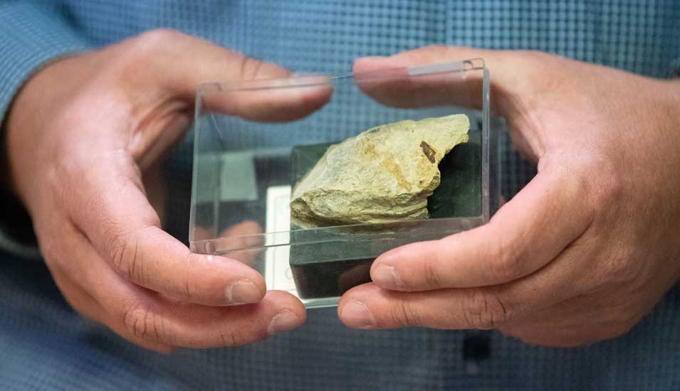 Stein mit einer Versteinerung eines Urzeitsalamanders in den Händen des Museumskurators