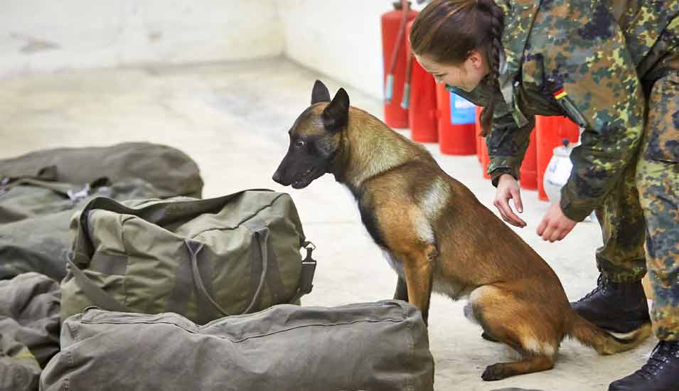 Diensthund an der Diensthundeschule der Bundeswehr in Ulmen beim Schnüffeltest
