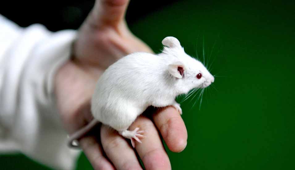 Bild einer weißen Maus auf der Hand eines Wissenschaftlers
