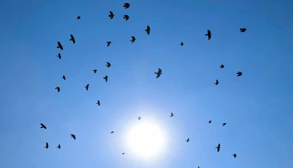 Silhouette einer Herde von Amseln fliegt durch einen blauen Himmel