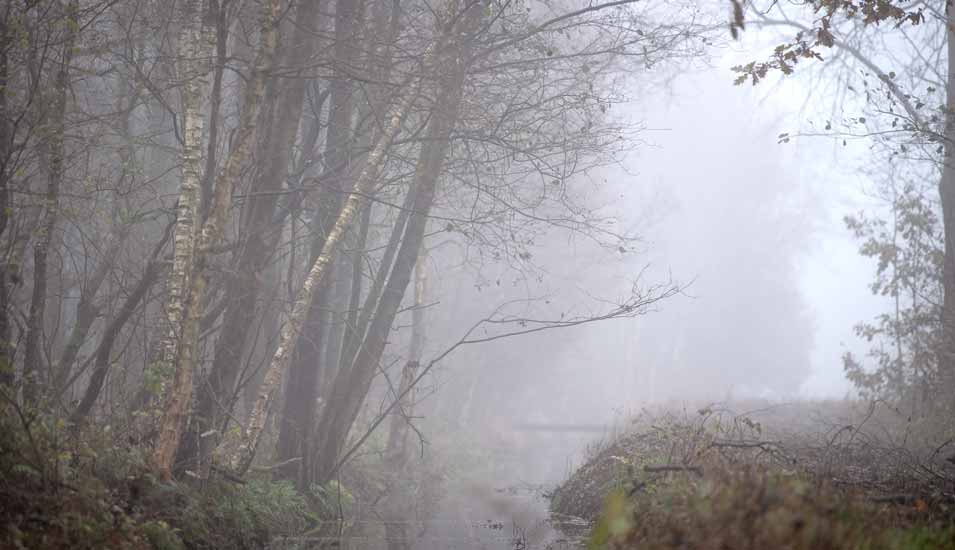 Nebel zieht über das Ahrensfelder Moor
