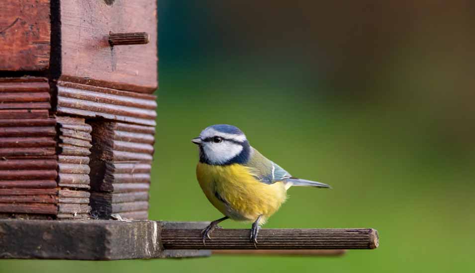 Eine Blaumeise sitzt auf einem Stock vor einem Vogelhäuschen