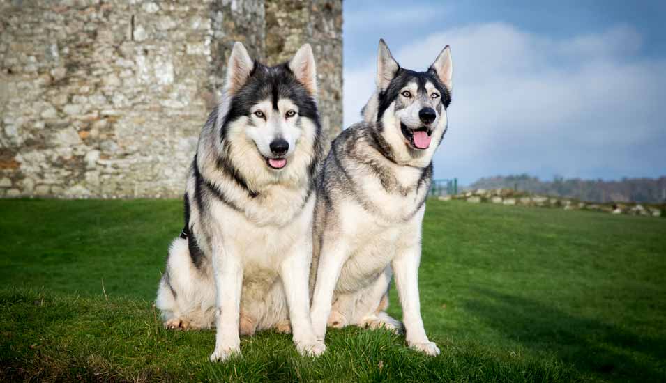 Zwei Hunde der Rasse Northern Inuit