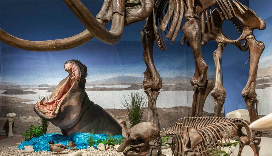Lebensechte Rekonstruktion eines Flusspferds in der Ausstellung "Eiszeit Safari". Neben dem Flusspferd steht ein Mammut-Skelett.