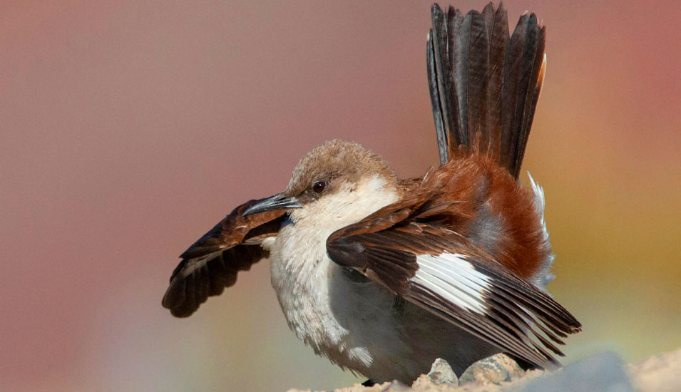 Nachaufnahme des Weißbauch-Uferwippers, ein vom Aussterben bedrohter Vogel in Peru.