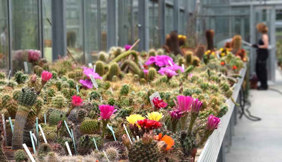 Blick in ein Anzuchthaus für Kakteen: Viele Planzen mit teilweise leuchtend pinken Blüten.