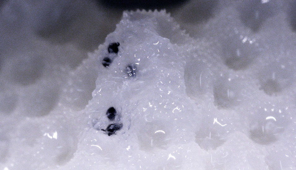 Foto einer Koralle, die Mikroplastik (schwarze Partikel) in ihr Skelett eingebaut hat. 