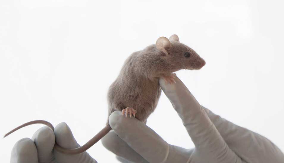 Eine braune Maus für Tierversuche auf einer Hand in Laborhandschuhen