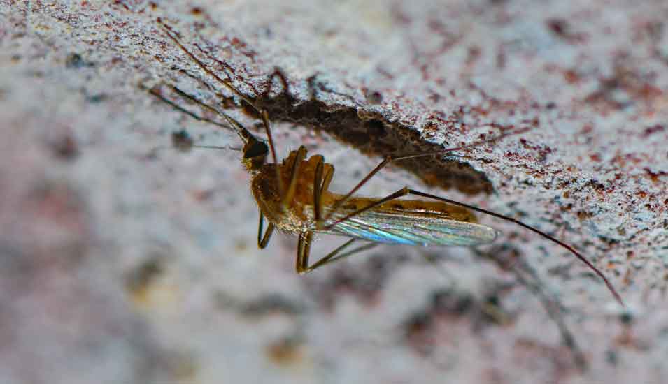 Stechmücke der Art Culex pipiens
