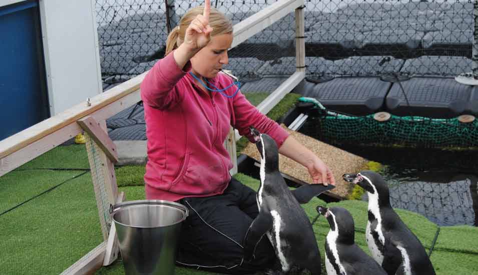 Doktorandin beim medizinischen Training "Flügelkontrolle" mit Pinguinen.