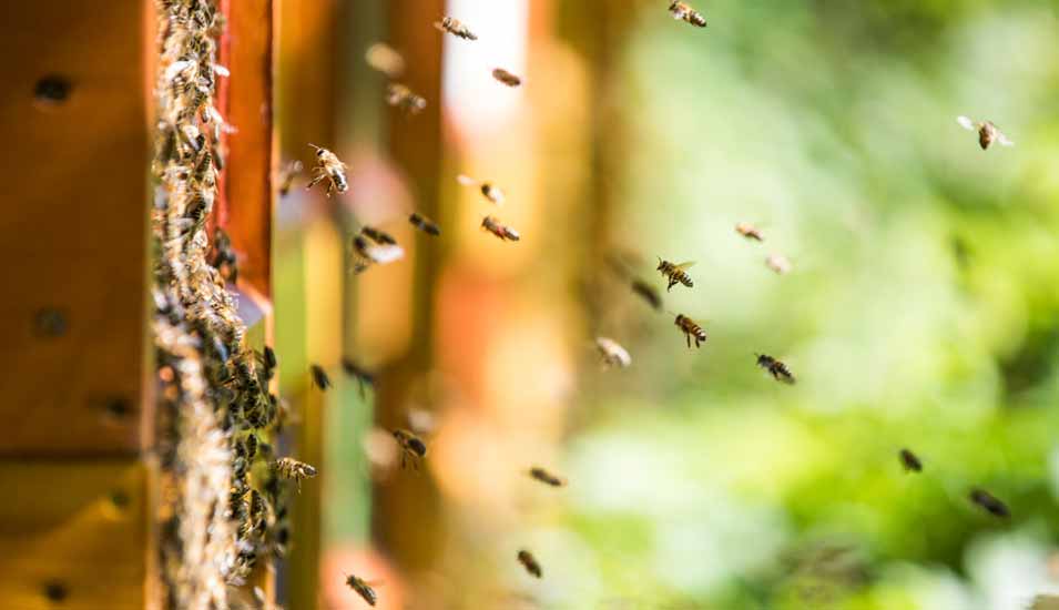 viele Bienen fliegen vor einem Bienenstock