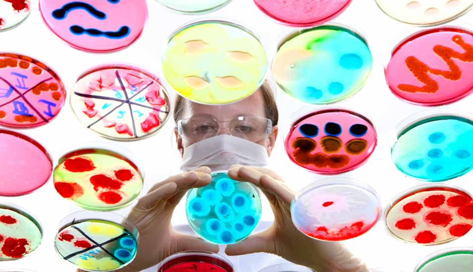 Forscherin betrachtet eine Reihe von bunten Petrischalen mit Bakterienkulturen