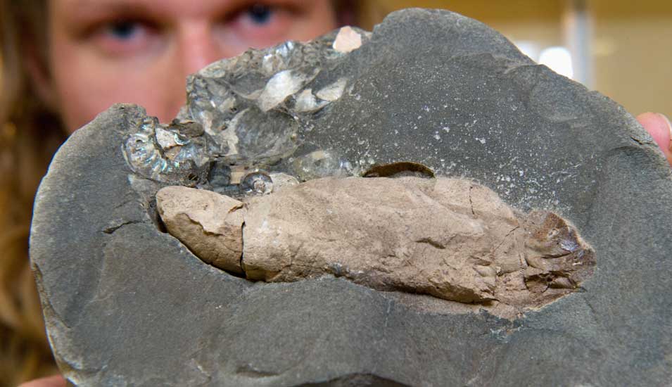 Ein Forscher hält einen Gesteinsquerschnitt in die Kamera, in dessen Mitte ein Kolprolith, versteinerter Dinosaurierkot.