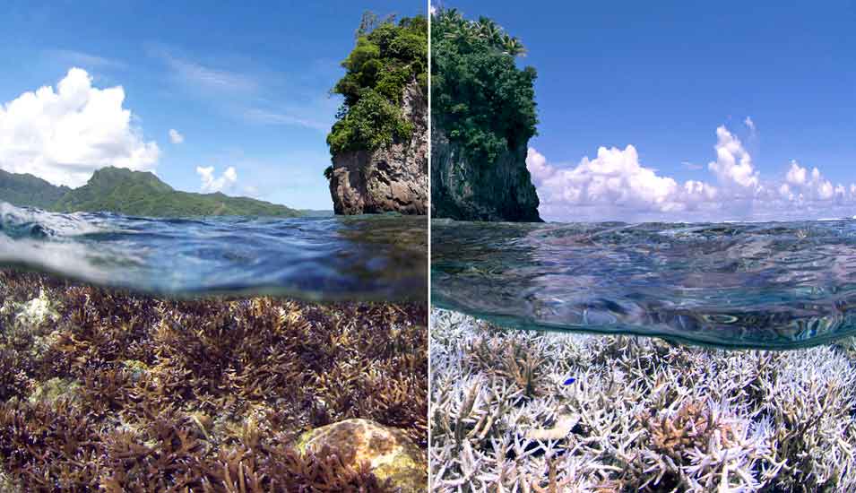 Vorher-Nachher-Bild einer Korallenbleiche eines Riffs in Amerikanisch-Samoa im Pazifik