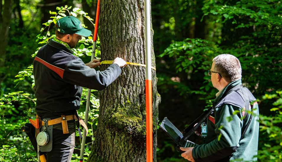 Zwei Förster im Arnsberger Wald in NRW messen bei der Bundeswaldinventur den Durchmesser eines Baumes.