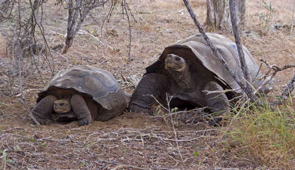 Zwei Riesenschildkröten auf der Galápagos-Insel San Cristóbal.