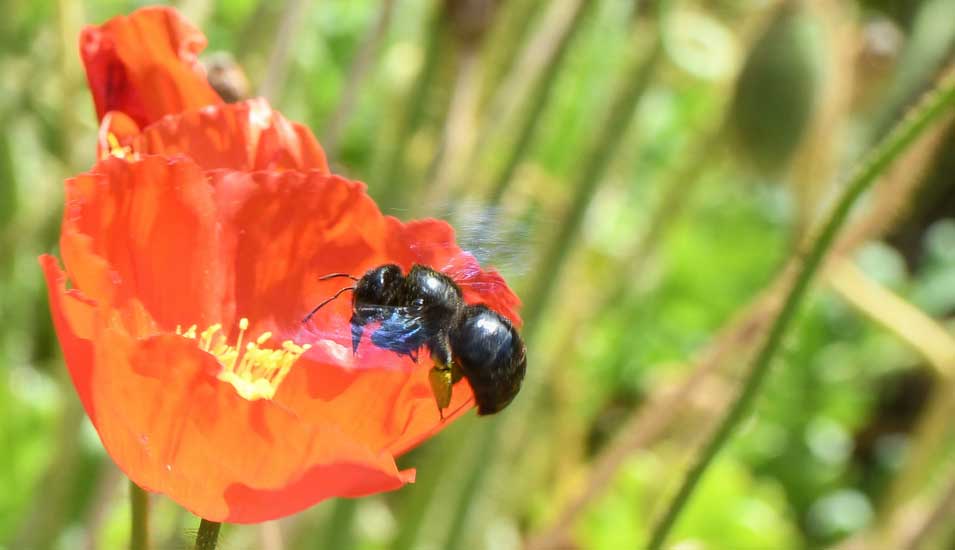 Ein schwarzes Insekt beim Pollensammeln im Anflug auf eine Mohnblüte.