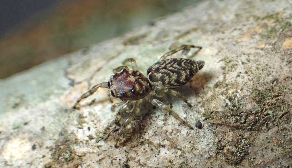 Foto eines Weibchens der Springspinne Guriurius minuano.
