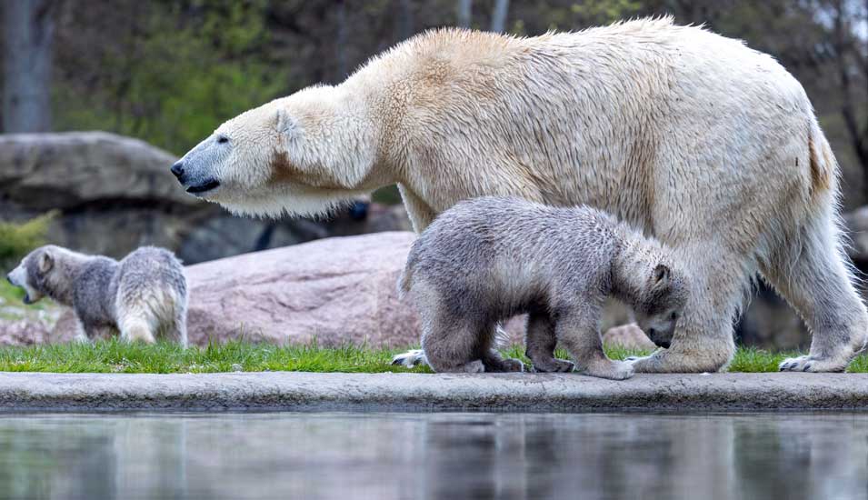 Eisbärfamilie in einem Zoo.
