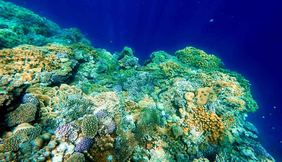 Unterwasserfoto von Korallen