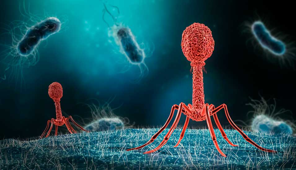Phage beim Angriff auf eine Bakterie