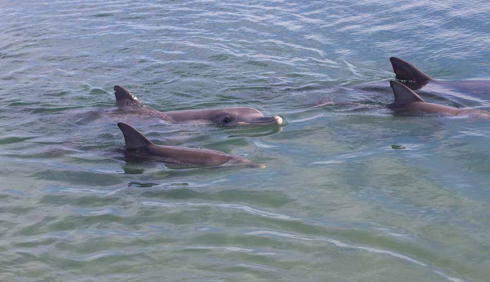 Vier Delfine schwimmen in der Shark Bay in Australien.