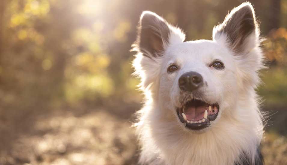 Nahaufnahme eines glücklichen Hundes mit feuchten Augen