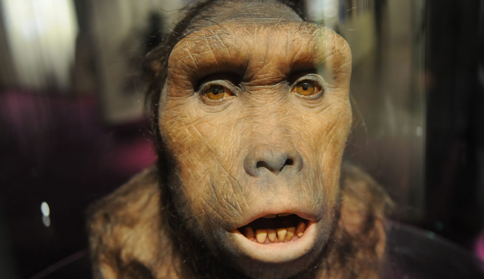 Rekonstruktion eines Sahelanthropus tchadensis auf Basis von Schädelknochen, die Ähnlichkeit mit einem Gorilla ist deutlich.