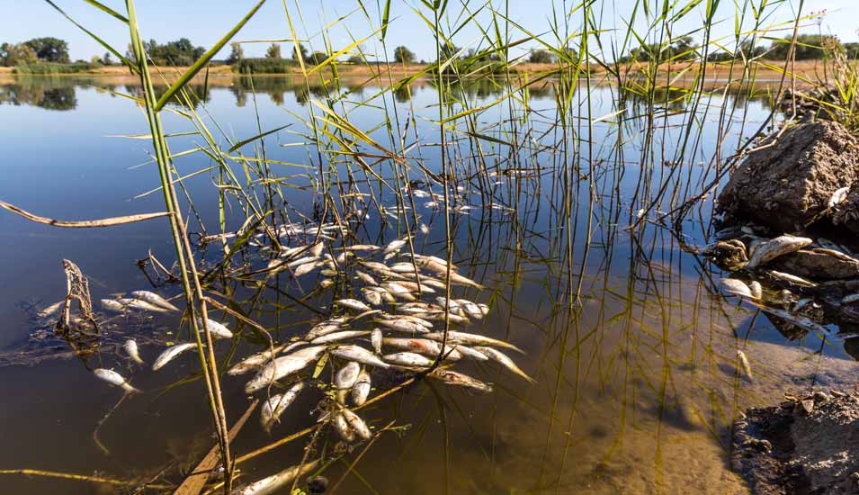 Tote Fische schwimmen im August 2022 in der Oder.
