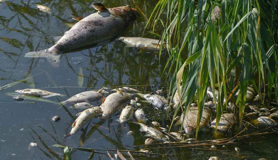 Fischsterben in der Oder: Tote Fische am Flussufer