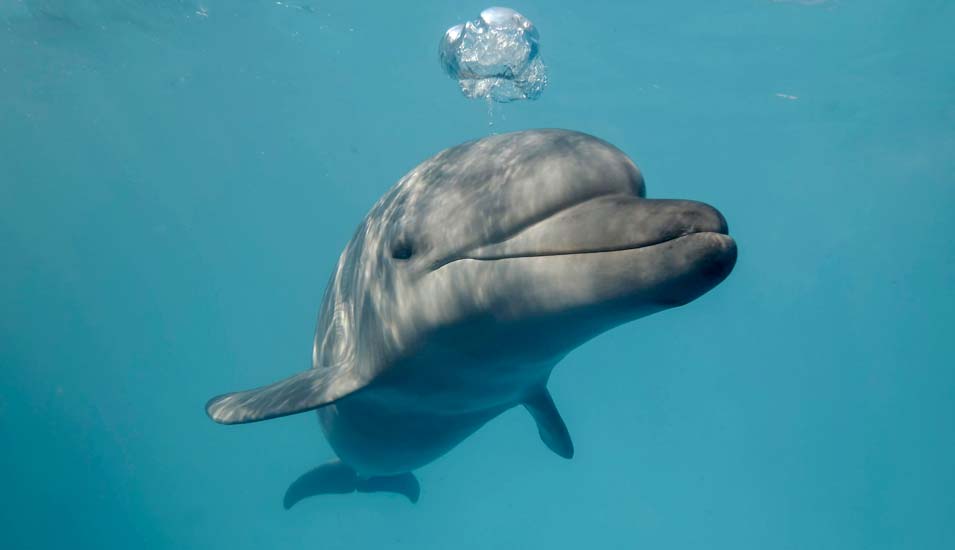 Junger neugieriger Großer Tümmler schaut in die Kamera und lächelt beim Blasen von Luftblasen. Nahaufnahme eines Delfins.