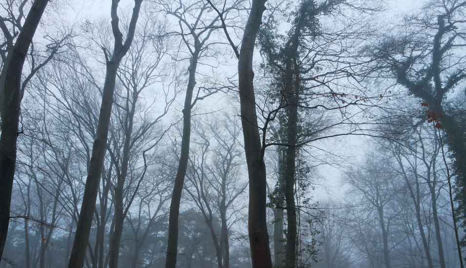 Wald im Winternebel, dunkle, blätterlose Äste vor hellgrauem Hintergrund.