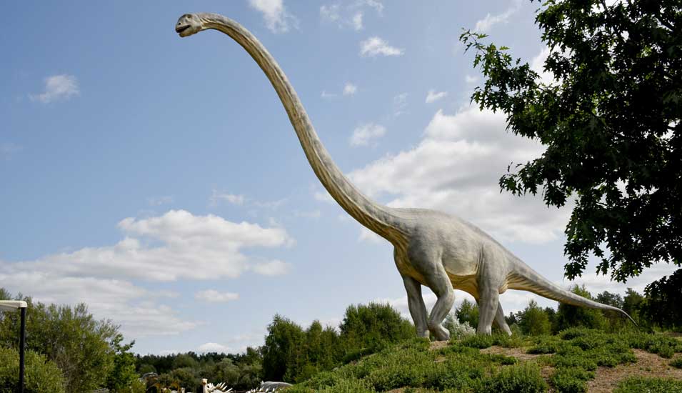 Foto eines Modells eines Mamenchisaurus.