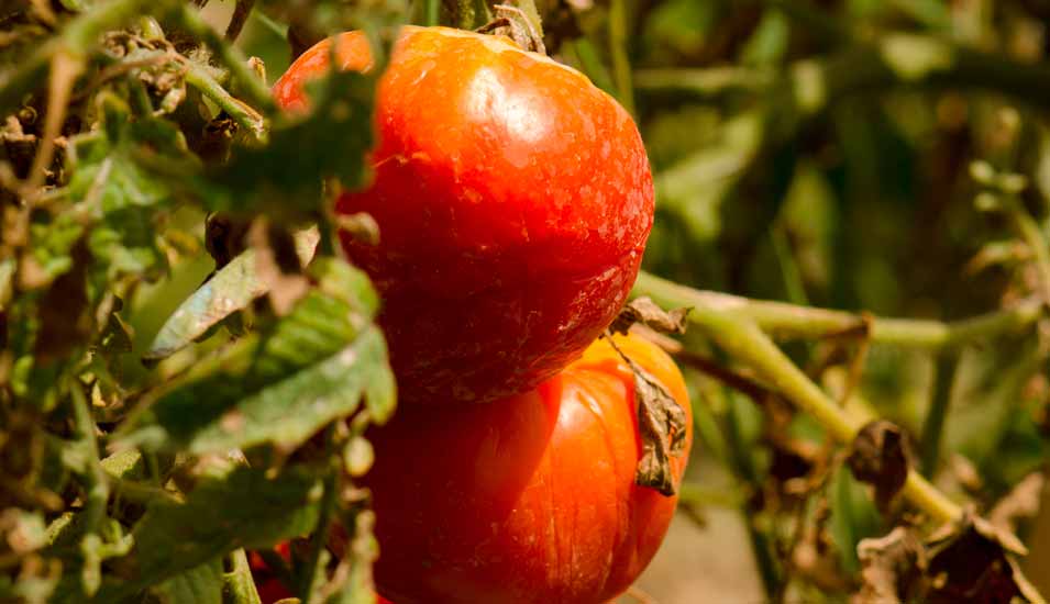 Reife Tomaten an etwas zu trockener Tomatenpflanze