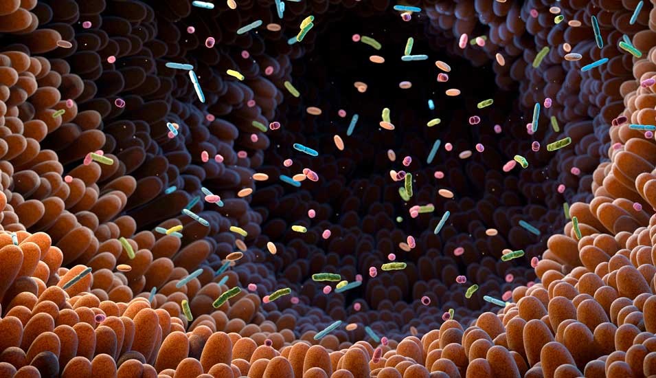 Illustration des Mikrobioms: Mikroorganismen im Inneren des Darms