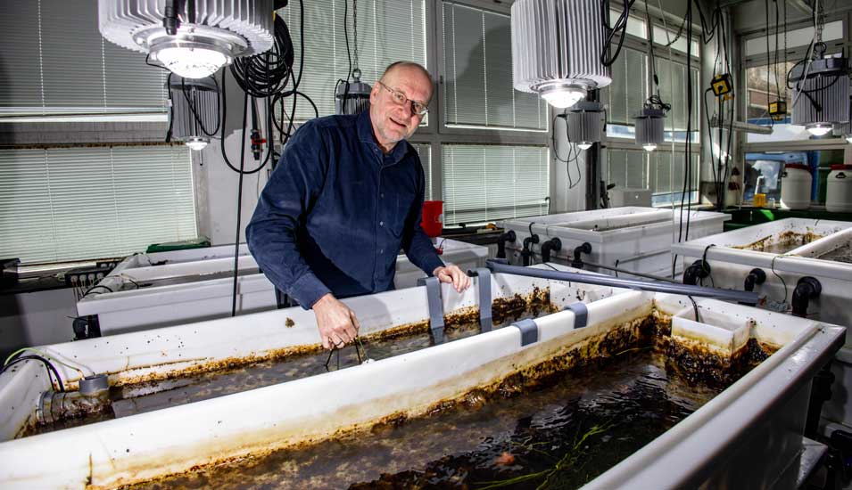 Ein Forscher steht an Becken in denen Seegras gezüchtet wird.