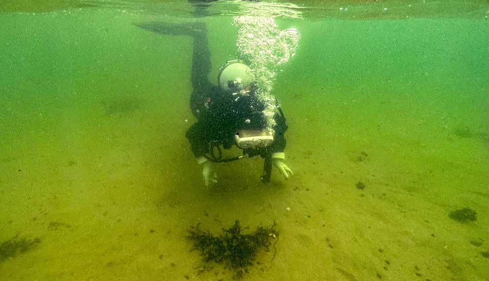 Eine Forscherin taucht an einer Seegraswiese.