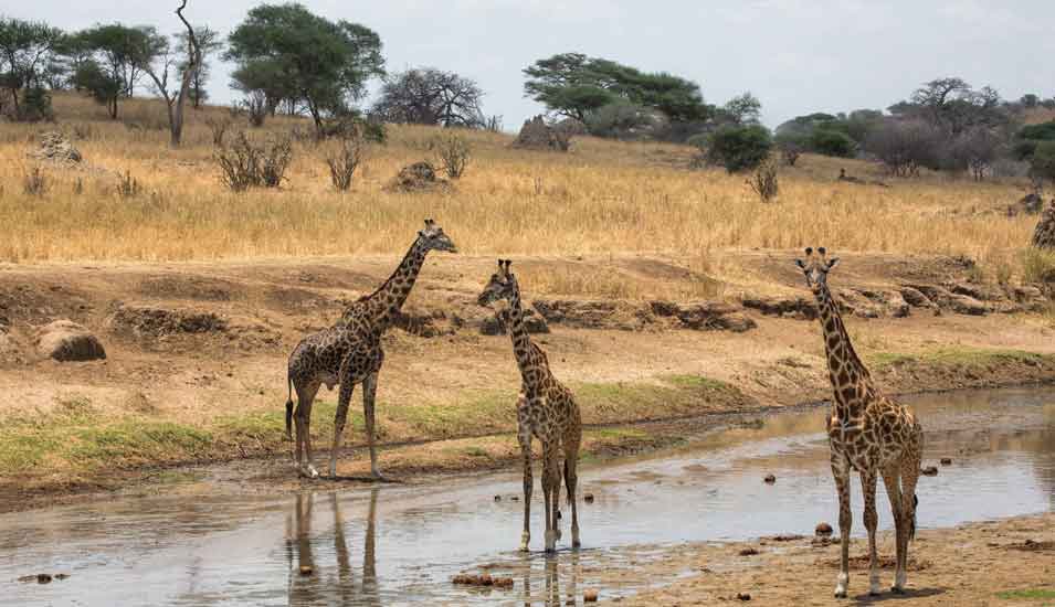 Giraffen in der Savanne von Tarangire in Tansania.