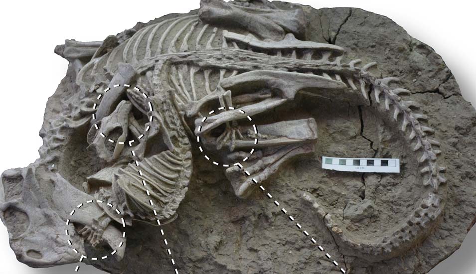 Foto des gefundenen Fossils von zwei in sich verschlungenen Skeletten eines Dinosauriers und eines Säugetiers.