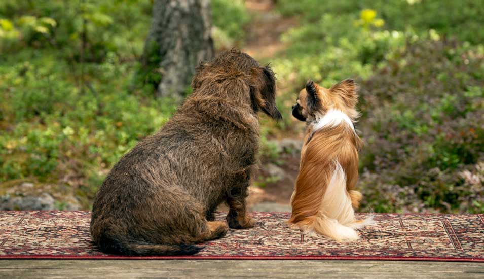 Zwei Hunde, ein Rauhaardackel und langhaariger Chihuahua, sitzen auf einem Teppich auf einer Veranda im Wald.