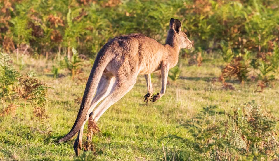 Östliches Graues Känguru springt durch Gras