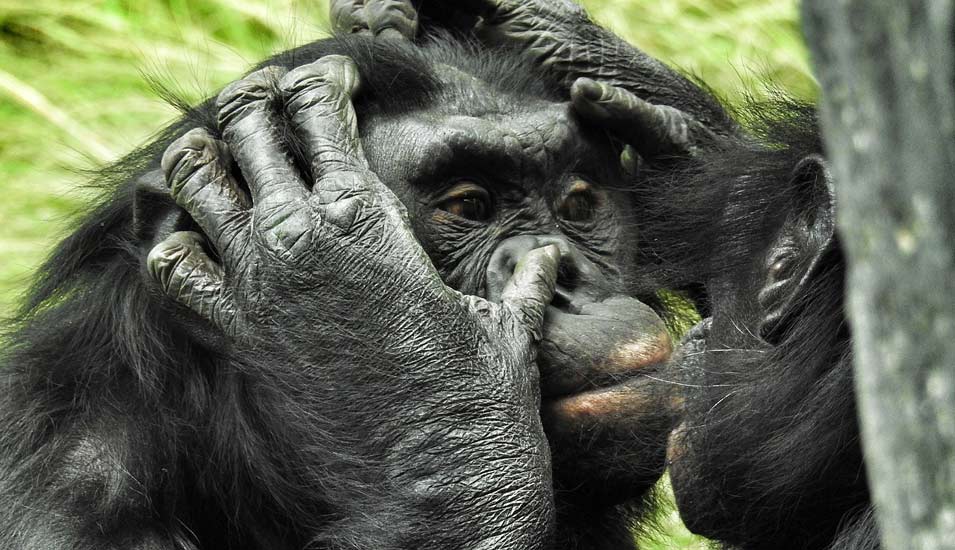 Ein Bonoboaffe wird von einem zweiten im Gesicht gesäubert in freier Natur. 