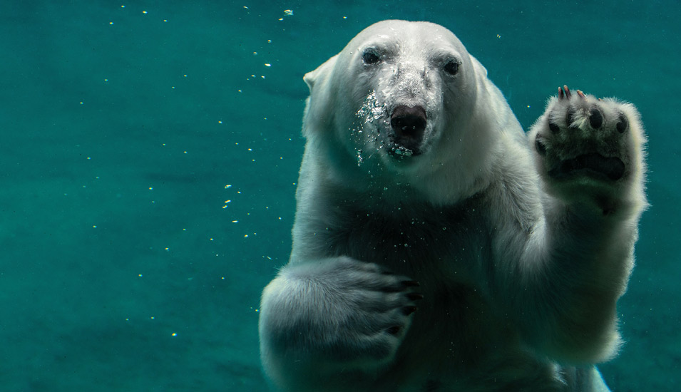 Ein Eisbär taucht unter Wasser und hebt die Vorderpfote fast wie zum Gruß. 
