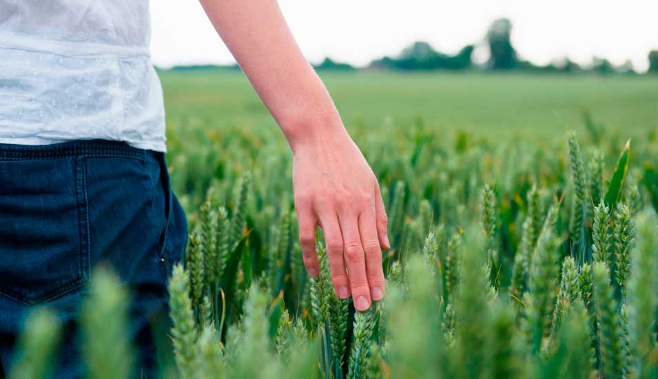 Mann fährt mit Hand durch Weizenfeld