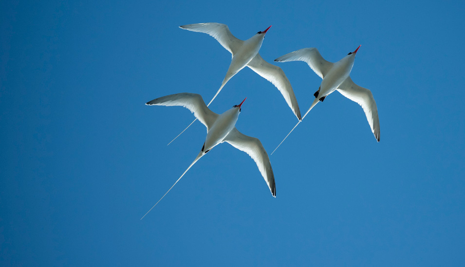 Karriere: gemeinsam nach oben - weiße Vögel fliegen vor blauem Hintergrund nach oben